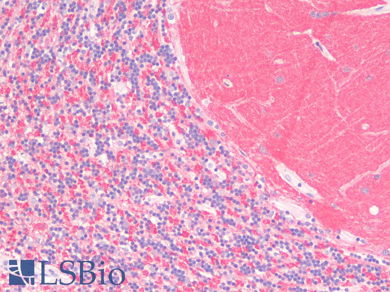 PathPlus™ SYP / Synaptophysin Antibody