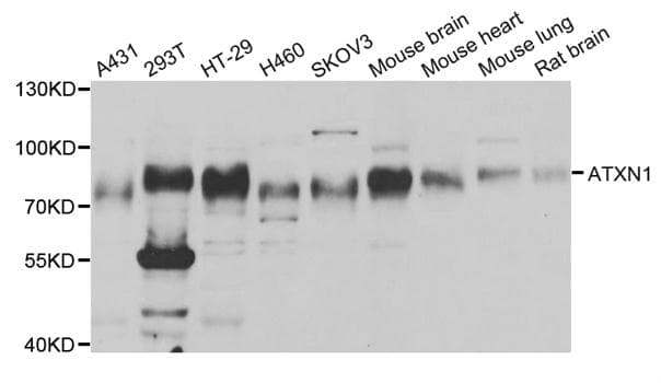 ATXN1 / SCA1 Antibody