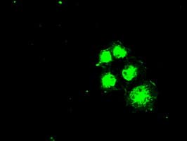 Monoclonal Mouse anti-Human SLC2A5 / GLUT5 Antibody (clone OTI11E1, IF, WB)