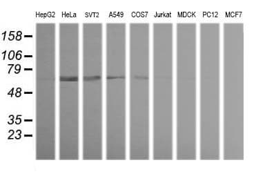 TRIM38 Antibody (clone OTI1A1)