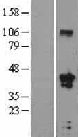Human TFAP4 / AP-4 Protein (Over-Expression Lysate Myc-DDK (Flag))