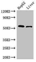 LIMPII / SCARB2 Antibody