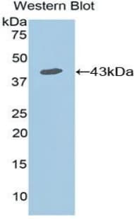 IL7R / CD127 Antibody (aa173-260)