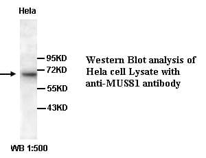 Polyclonal Rabbit anti-Human MUS81 Antibody (C-Terminus, WB)