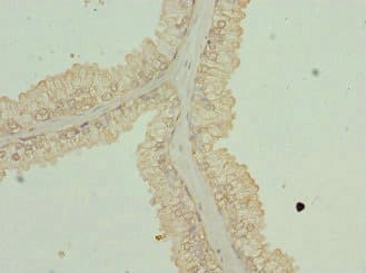 Polyclonal Rabbit anti-Human GPR68 / OGR1 Antibody (IHC, WB)