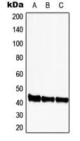 CDK9 Antibody (Internal)