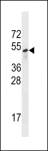 SESN3 Antibody (aa320-347)