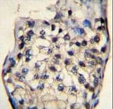 ODF3 Antibody (aa170-199)