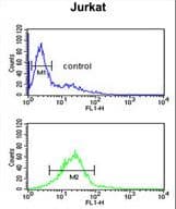 LIMD2 Antibody (aa84-113)