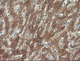 CHGA / Chromogranin A Antibody (clone OTI1H2)
