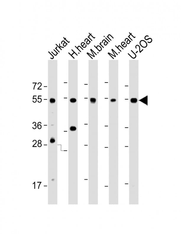 IRX4 Antibody (C-Terminus)