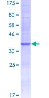 Human CCL4L1 Protein (Recombinant GST)