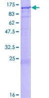 Human AGO1 / EIF2C Protein (Recombinant GST)