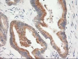 Monoclonal Mouse anti-Human KCTD14 Antibody (clone OTI2A6, IHC, IF, WB)
