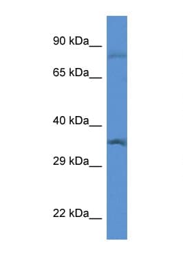 Polyclonal Rabbit anti-Rat TFIIB Antibody (aa89-138, WB)