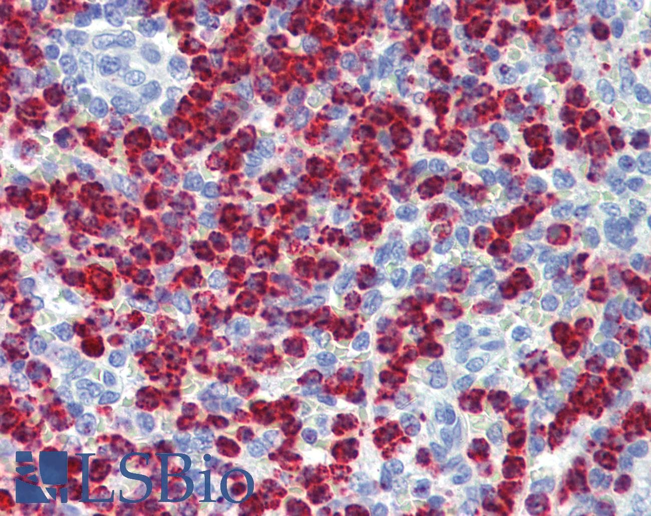 PathPlus™ Monoclonal Mouse anti-Human MPO / Myeloperoxidase Antibody (clone 9B12G7, IHC, WB)