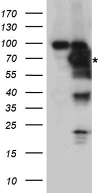 PTPN11 / SHP-2 / NS1 Antibody