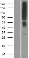 Human OR2T12 Protein (Over-Expression Lysate Myc-DDK (Flag))