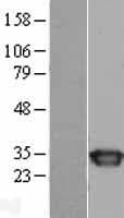 Human SPR Protein (Over-Expression Lysate Myc-DDK (Flag))