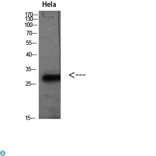 PD-L2 / PDCD1LG2 / CD273 Antibody