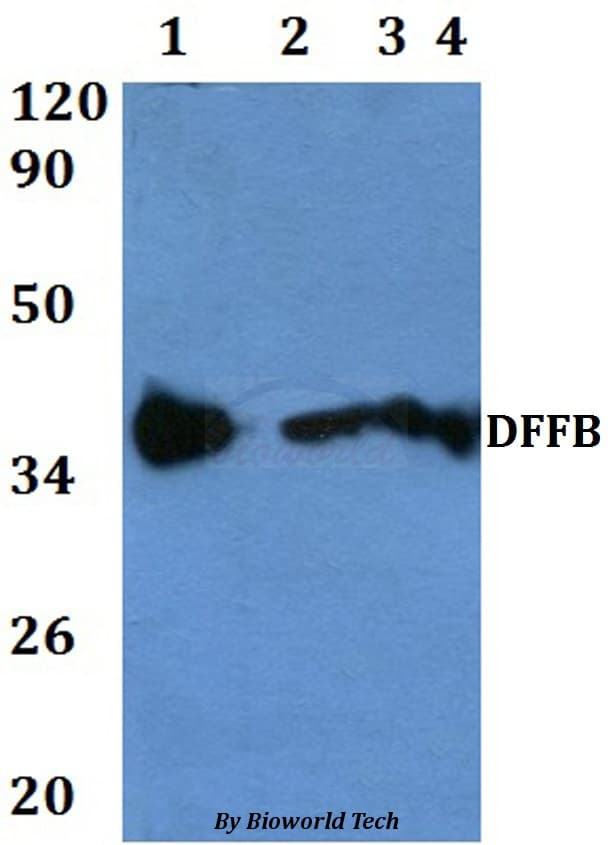 DFFB Antibody