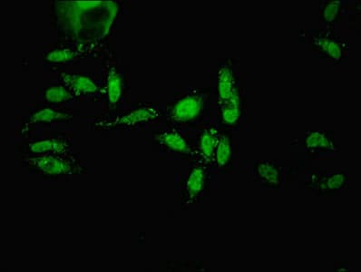 ECEL1 Antibody
