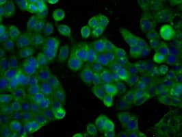 CYP1A2 Antibody (clone OTI1H3)