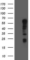 SPRING / TRIM9 Antibody (aa284-669, clone OTI3C9, Carrier-free)