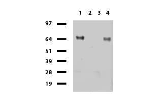 CD68 Antibody (aa22-319, clone UMAB150)