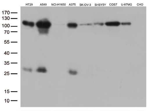 GTF3C4 Antibody (aa583-822, clone OTI3D4)