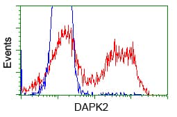 DAPK2 / DAP Kinase 2 Antibody (clone OTI1C8)