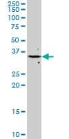 FGF8 Antibody (clone 2A10)