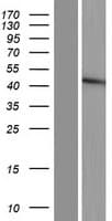 FUT5 Protein (Over-Expression Lysate Myc-DDK (Flag))