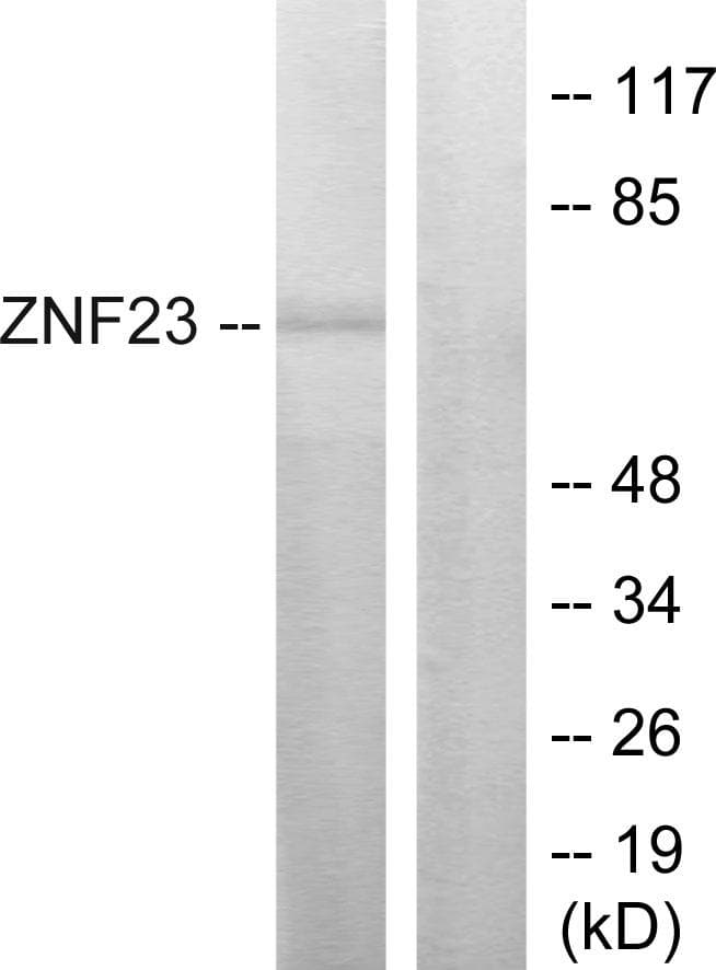 ZNF23 Antibody