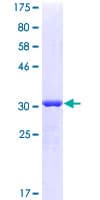 Human AKAP7 Protein (Recombinant GST)