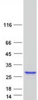 Human NUDT1 / MTH1 Protein (Recombinant Myc-DDK (Flag))