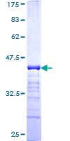 Human PKP4 / Plakophilin 4 Protein (Recombinant GST, N-terminus)