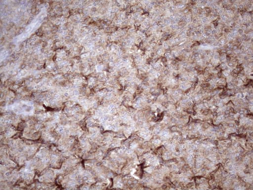 LIME1 / LIME Antibody (aa30-295, clone OTI5D3, Carrier-free)