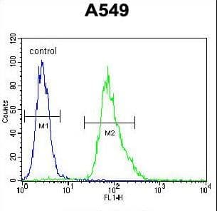 MYBPHL Antibody (aa80-108)