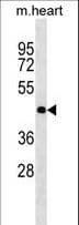 OLIG2 Antibody (aa152-180)