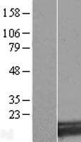 SNX3 Protein (Over-Expression Lysate Myc-DDK (Flag))