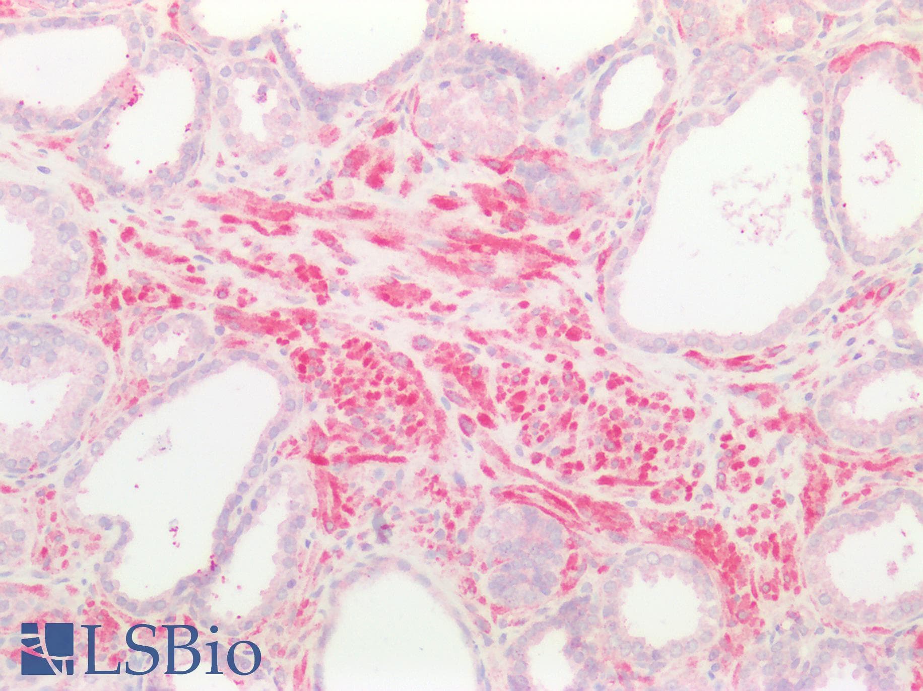 FPGS Antibody (aa210-439)