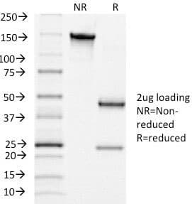 Monoclonal Mouse anti-Human LHCGR / LHR / LH Receptor Antibody (clone LHCGR/1415, Azide-free,BSA-free, IF, WB)