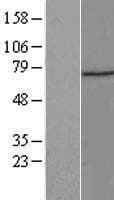 ZNF583 Protein (Over-Expression Lysate Myc-DDK (Flag))