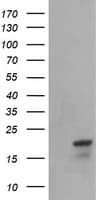NDUFB10 Antibody (clone OTI4F1)