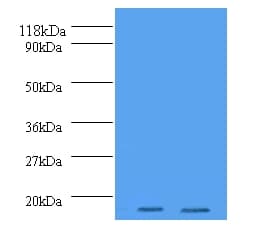 H2AFJ Antibody