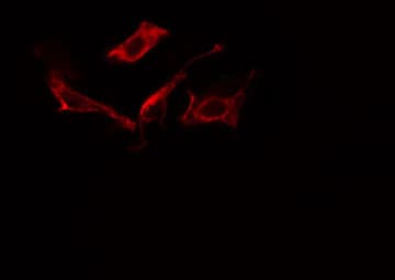 Polyclonal Rabbit anti-Human MAN1B1 Antibody (IF, WB)