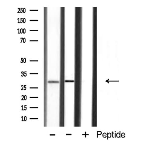 APOA1BP Antibody