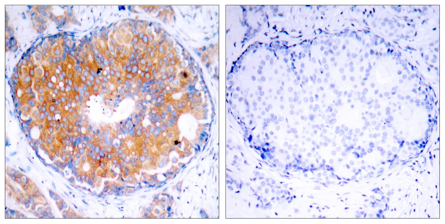 MAP2K2 / MKK2 / MEK2 Antibody (aa261-310)