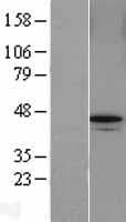 FAM175B / KIAA0157 Protein (Over-Expression Lysate Myc-DDK (Flag))
